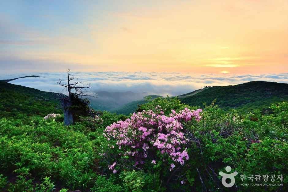 함백산 관광지 이미지